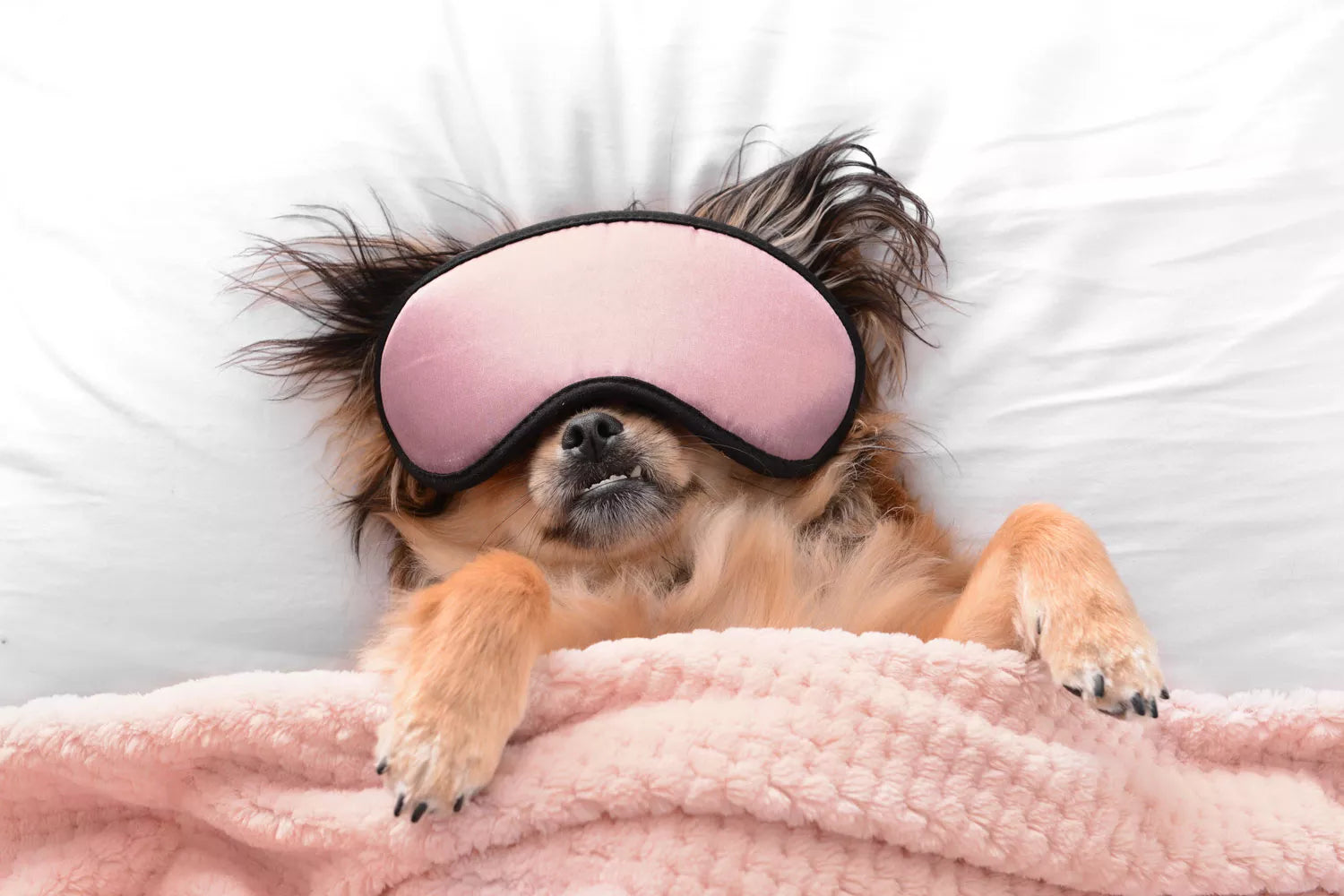 Pet Beds
